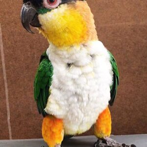 Black headed Caique Parrot