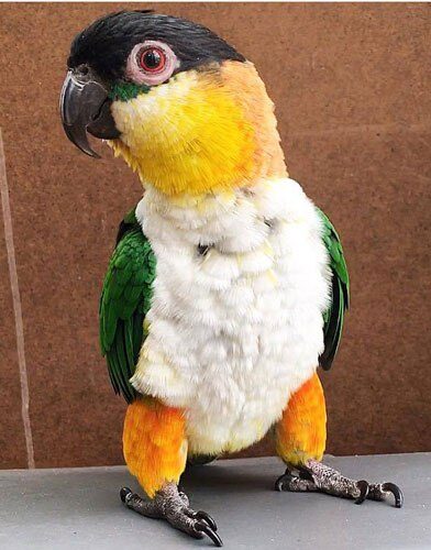 Black headed Caique Parrot