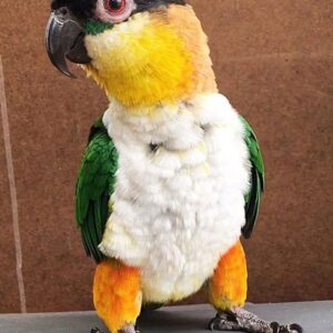 Black headed Caique Parrot