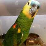 Blue Fronted Amazon Parrot