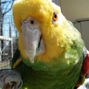 Yellow-Head-Amazon-Parrot