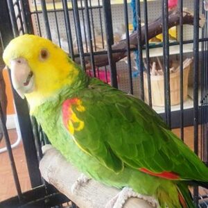 Double Yellow Head Amazon Parrot