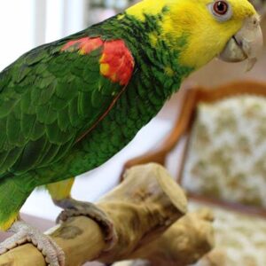 Double Yellow Head Amazon Parrot