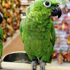 Mealy Amazon Parrot