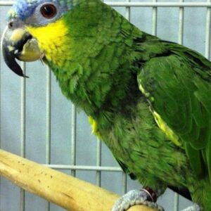 Orange Winged Amazon Parrot