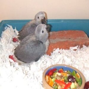 African Grey Baby Parrots