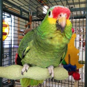 Red Lored Amazon Parrot