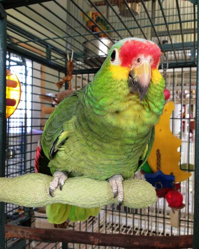 Red Lored Amazon Parrot