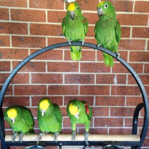 Amazon Parrot Yellow Crowned