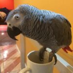 Mature African Grey Parrot