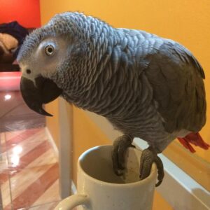 African Grey Parrot