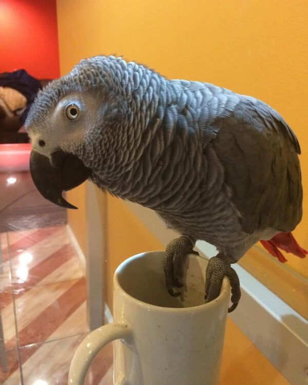 African Gey Parrot