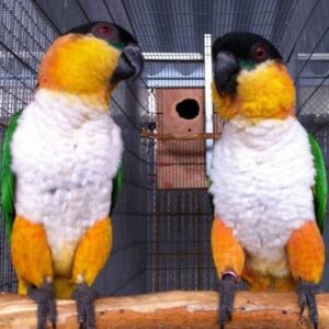 Black headed Caique Parrot