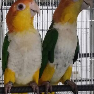 White-Bellied Caique Parrot