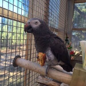 Timneh African Grey Parrot