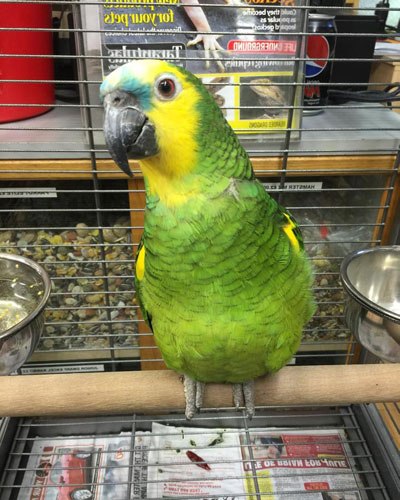 Blue Fronted Amazon Parrot