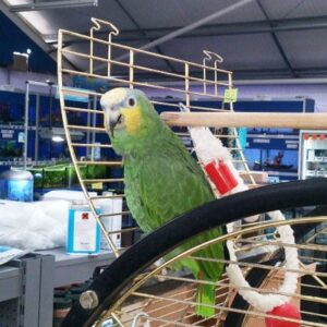 Orange Winged Amazon Parrot