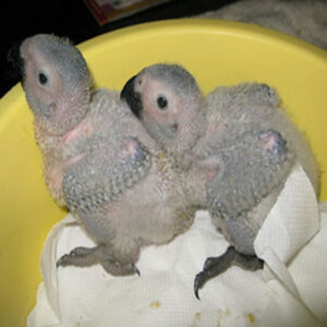 African Grey Baby Parrots