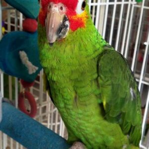 Red Lored Amazon Parrot