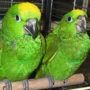 Yellow Crowned Amazon Parrot