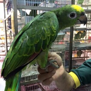 Yellow Crowned Amazon Parrot