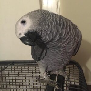 Mature African Grey Parrot