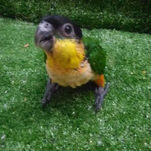 Black headed Caique Parrot