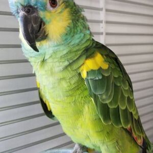 Blue Fronted Amazon Parrots