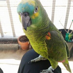 Blue Fronted Amazon Parrot