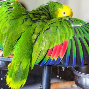 Double Yellow Head Amazon Parrot