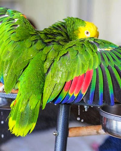 Double Yellow Head Amazon Parrot