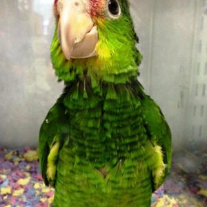 Green cheeked Amazon Parrot