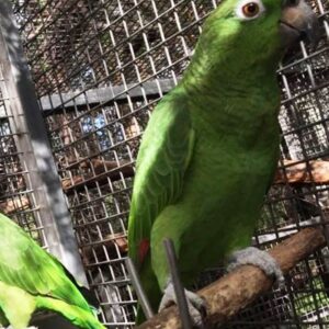 Yellow Crowned Amazon Parrot