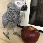 African Grey Parrot For Rehoming