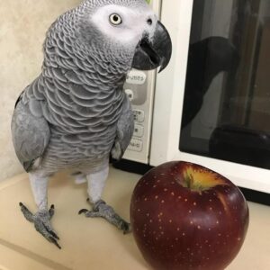 Smart African Grey Parrot