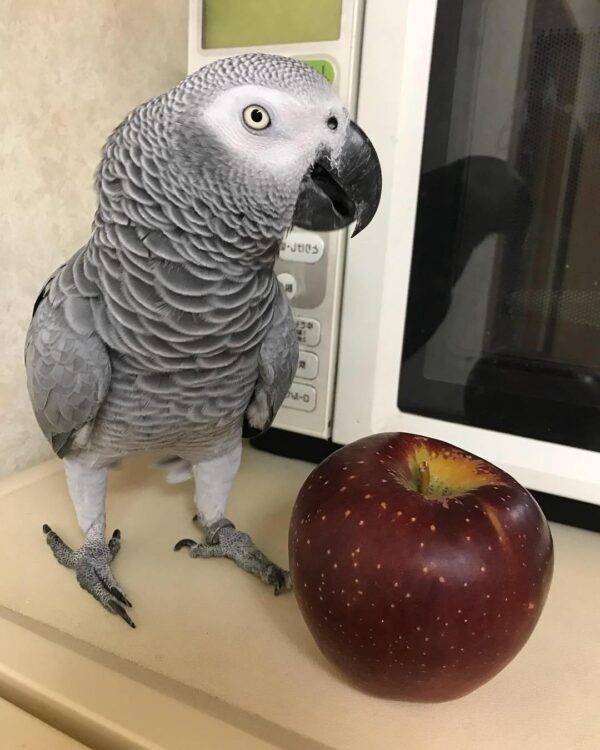 African Grey Parrot