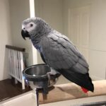 Smart African Grey Parrot