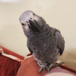 purchase African Grey Parrot