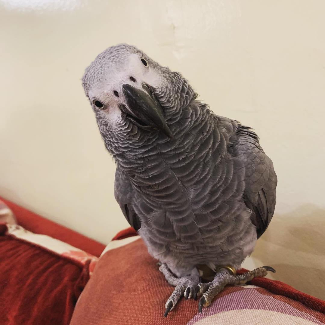 African Grey Parrot