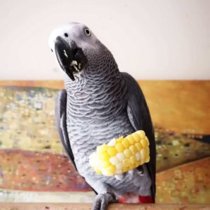 Healthy African Grey Parrot