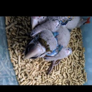 Blue & Gold Macaw Baby Parrots