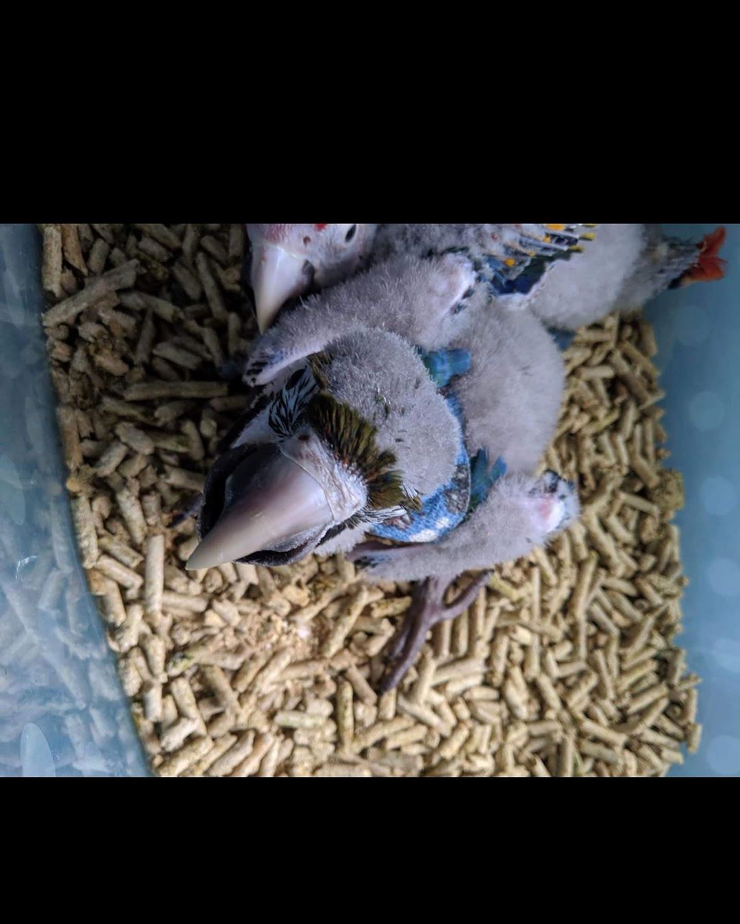 Blue & Gold Macaw Baby Parrots