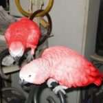 Red Factor African Grey Parrots