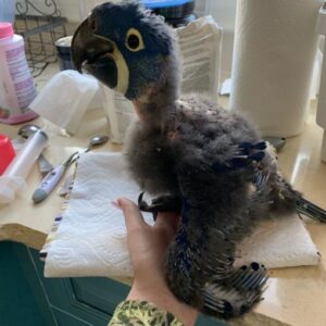 Hyacinth Macaw Baby Parrots