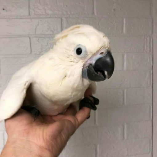 Sulphur Crested Cockatoo Baby Parrots