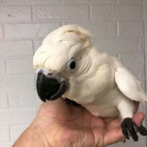 Sulphur Crested Cockatoo Baby Parrots