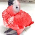 Red Factor African Grey Baby Parrots