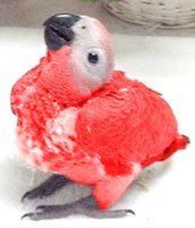 Red Factor African Grey Baby Parrots