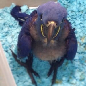 Hyacinth Macaw Baby Parrots