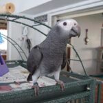 African Grey Parrot for sale